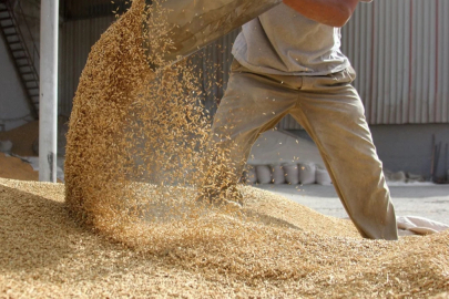 Küresel tahıl üretiminde 105 milyon tonluk rekor artış bekleniyor...