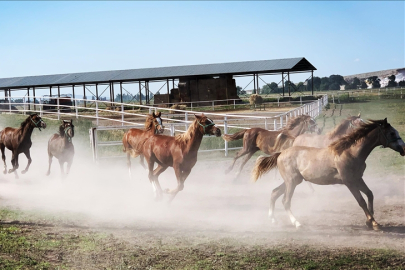 TİGEM safkan 14 Arap kısrağı satacak.