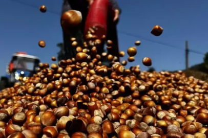 Trabzon’dan 11 ayda 523 milyon dolarlık fındık ihracatı