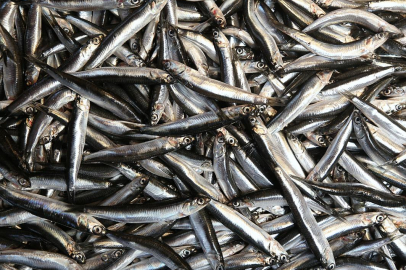 Balıkçıların yüzünü hamsi güldürdü.