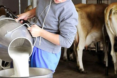 Toplanan inek sütü miktarı ekimde 895 bin 834 ton oldu.