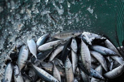 Türkiye ile Somali balıkçılık alanında iş birliği yapacak.