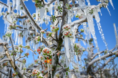 Zirai don destekleri üreticilerin hesabına aktarılıyor...