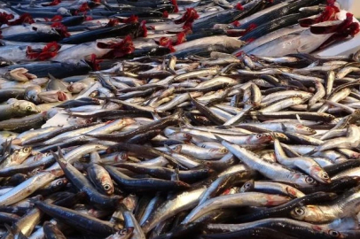 Gürcistan hamsisi gelmeyince tezgahlar buzhane hamsisine kaldı.