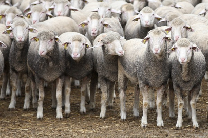 Yılların Merinos Koyunu'na yeni etçil rakip geldi: