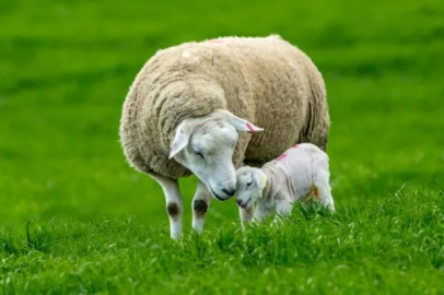 Koyunlara suni tohumlama geliyor...