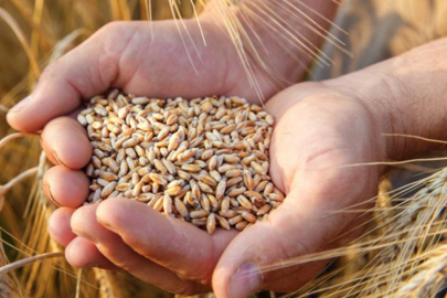 Tahıl tohumluklarının sertifikasyonu elektronik ortamda gerçekleştirilecek.