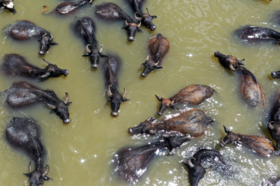 Türkiye yeni manda ırkı Murana süt verimi ile dikkat çekiyor...