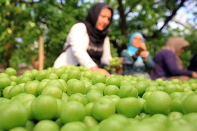 Turfanda can eriği Avrupa ülkelerine ihraç ediliyor...
