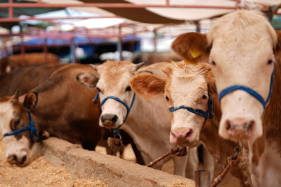 Kurbanlık fiyatları cep yakacak!