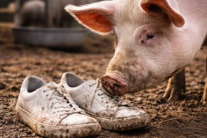 Ayakkabıda domuz derisi iddialarına Bakanlıktan açıklama!
