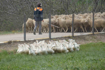 Anne hattı Yozgat, baba hattı Bandırma