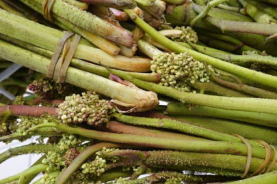 Yüksek rakımın lezzeti ışgın tezgâhlarda.