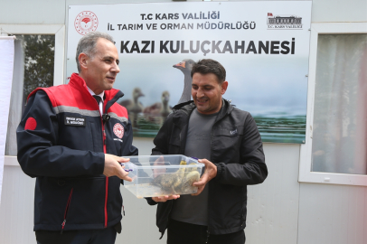 Kars'ta "kaz varlığını artırma projesi"nde ilk palazlar kuluçkadan çıktı.