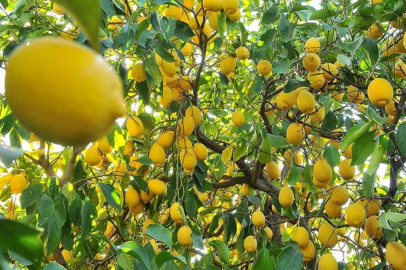 Türkiye’den 4 ayda 195 milyon dolarlık limon ihracatı.